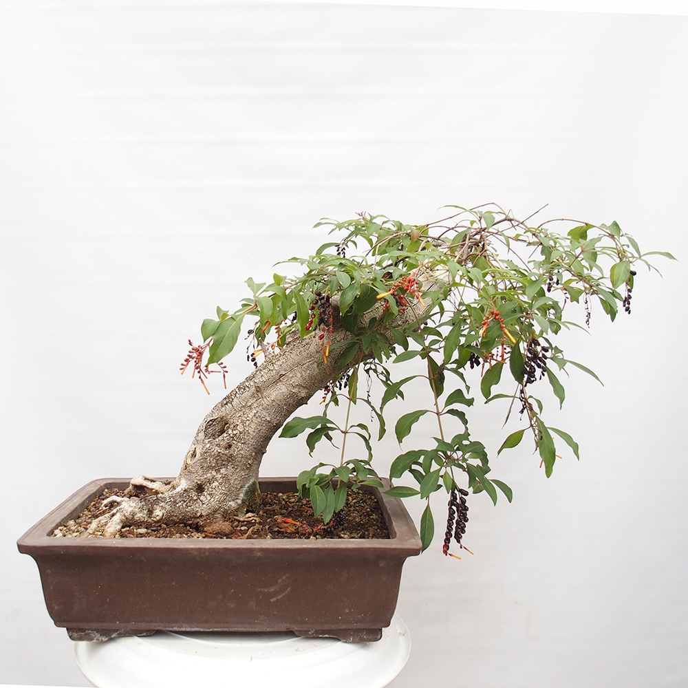Bonsai pokojowe - patent Hamelia