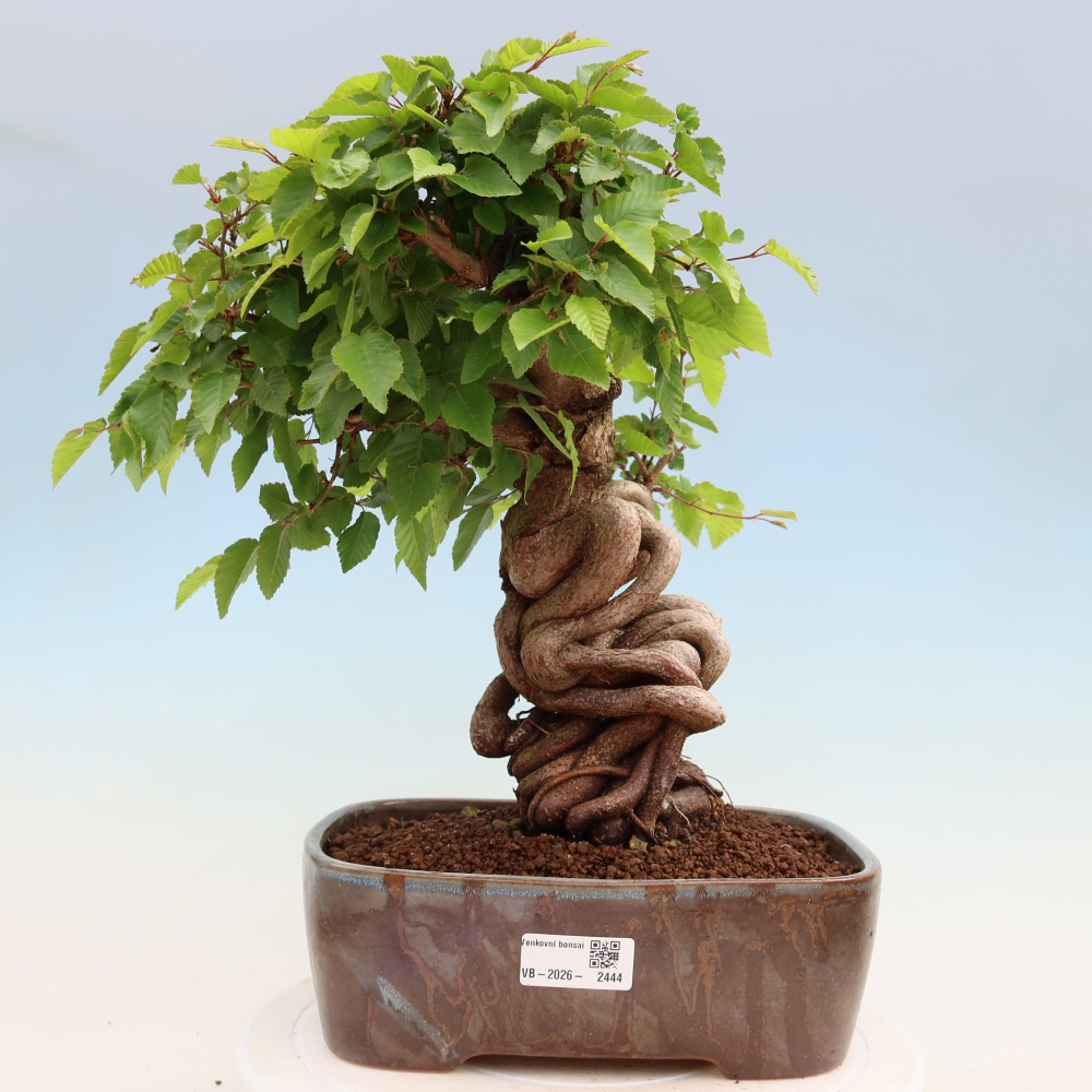 Outdoor bonsai - Carpinus coreana - grab koreański