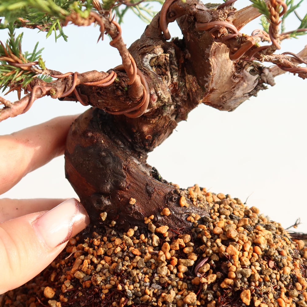 Outdoor bonsai - Juniperus chinensis Itoigawa - Jałowiec chiński