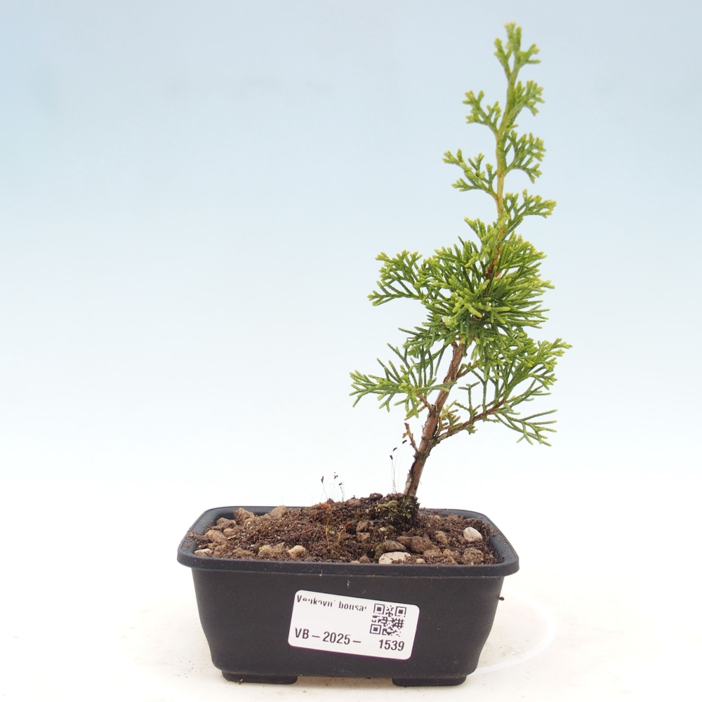 Outdoor bonsai - Juniperus chinensis Itoigawa - Jałowiec chiński