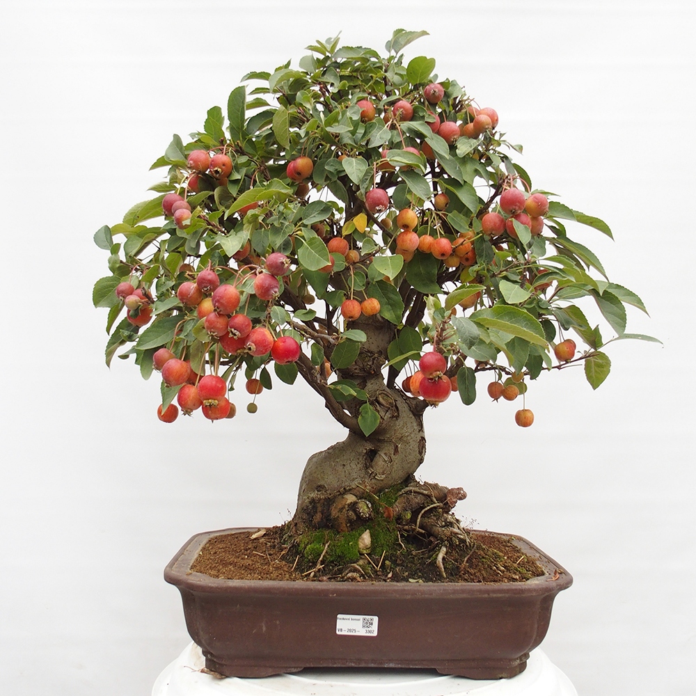 Bonsai plenerowe - Malus Halliana - Jabłoń drobnoowocowa