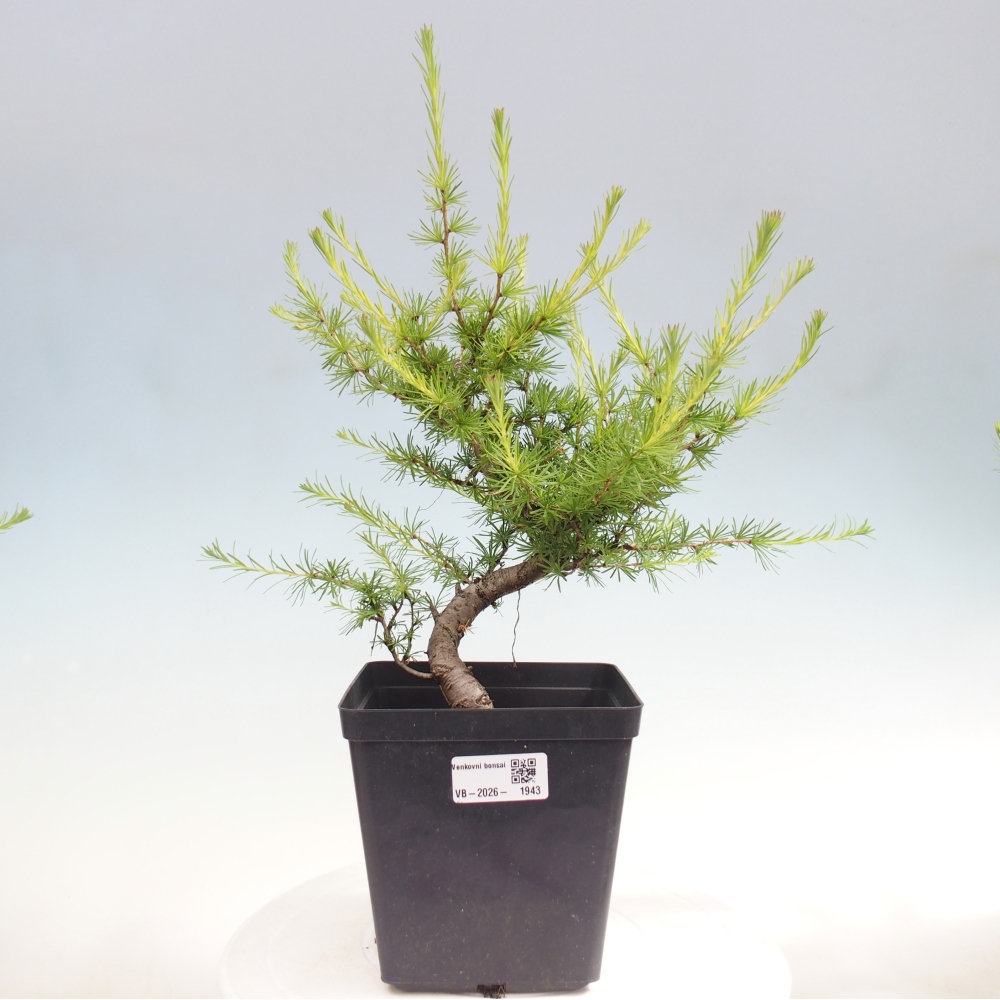 Bonsai zewnętrzne - Larix decidua - Modrzew