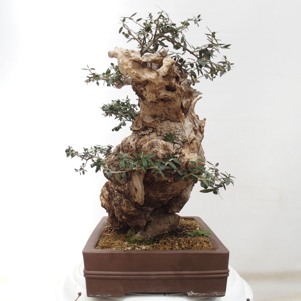 Kryte bonsai - Olea europaea sylvestris - Europejska oliwa z małych liści