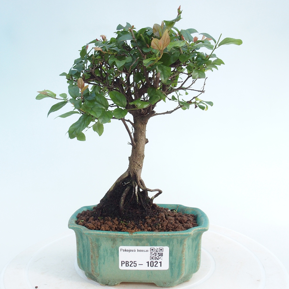 Kryty bonsai - Sagerécie thea - Sagerécie thea