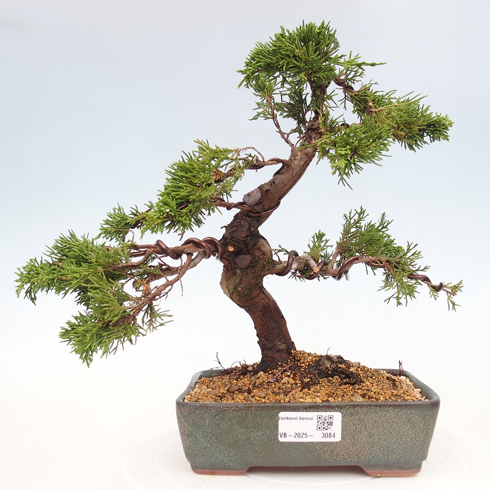 Outdoor bonsai - Juniperus chinensis Itoigawa - Jałowiec chiński