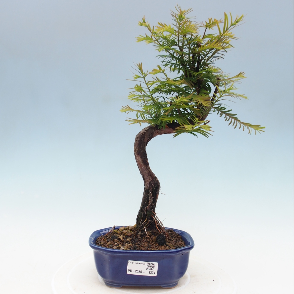Outdoor bonsai - Metasequoia glyptostroboides - chińskie metasekvoje