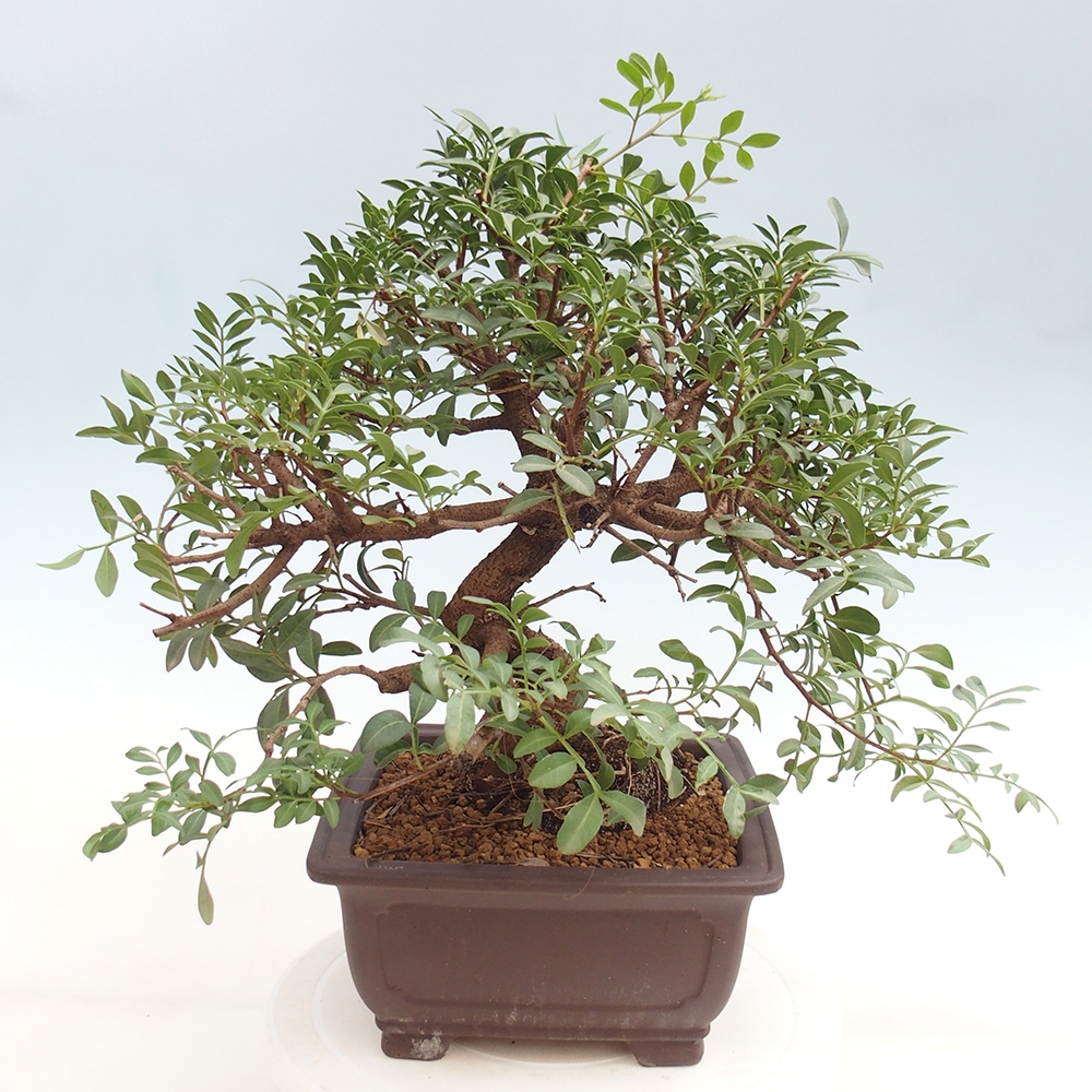Bonsai pokojowe - Pistacja