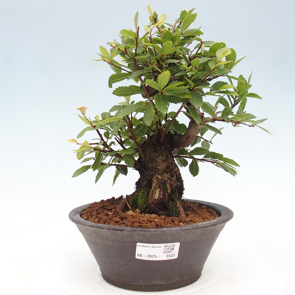 Bonsai na zewnątrz - Zelkova - Zelkova serrata