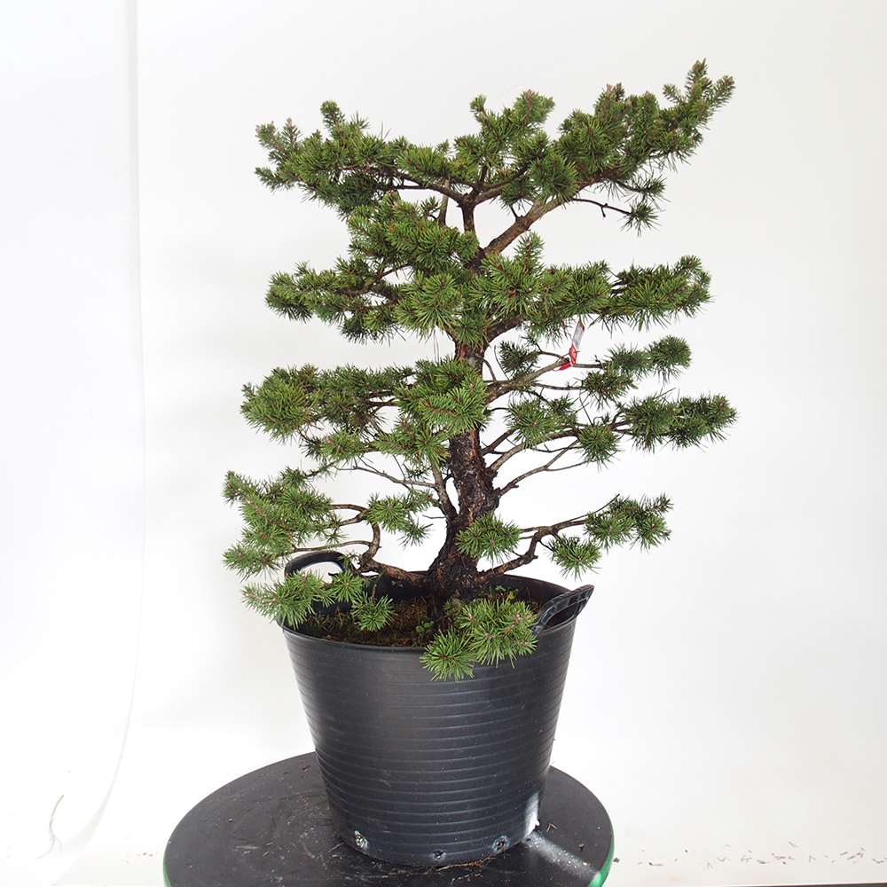 Yamadori - Pinus sylvestris Hiszpania