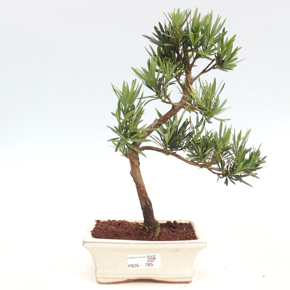 Pokój bonsai - Podocarpus - Kamienny cis