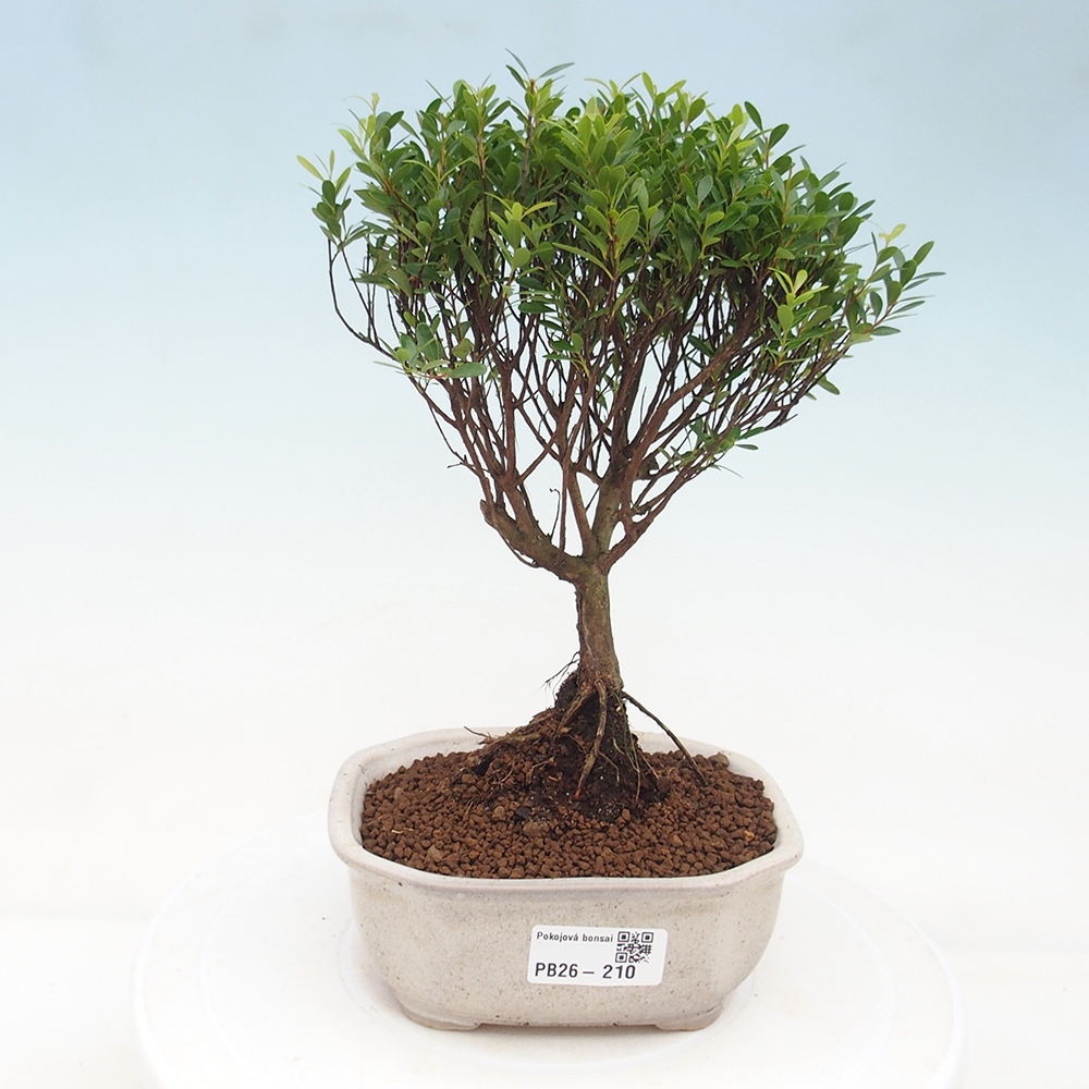 Pokój bonsai - Syzygium - Pimento