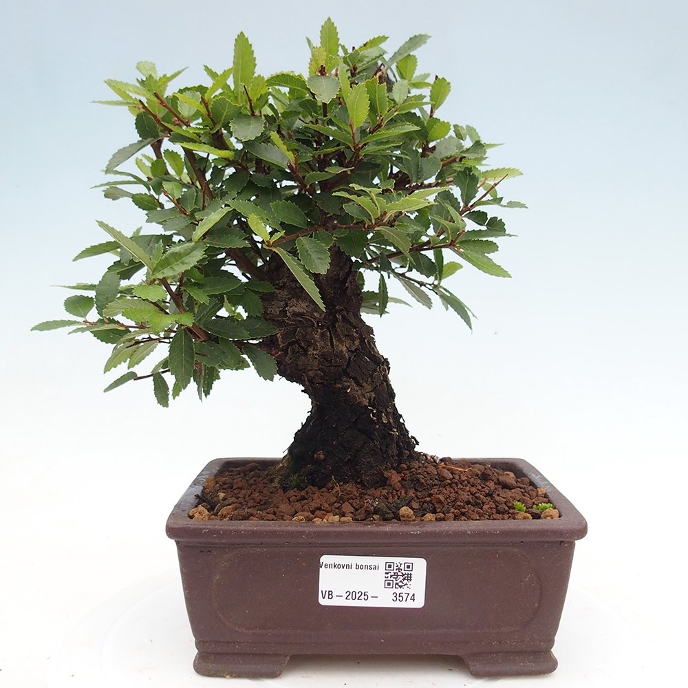 Bonsai zewnętrzne - Zelkova - Zelkova NIRE