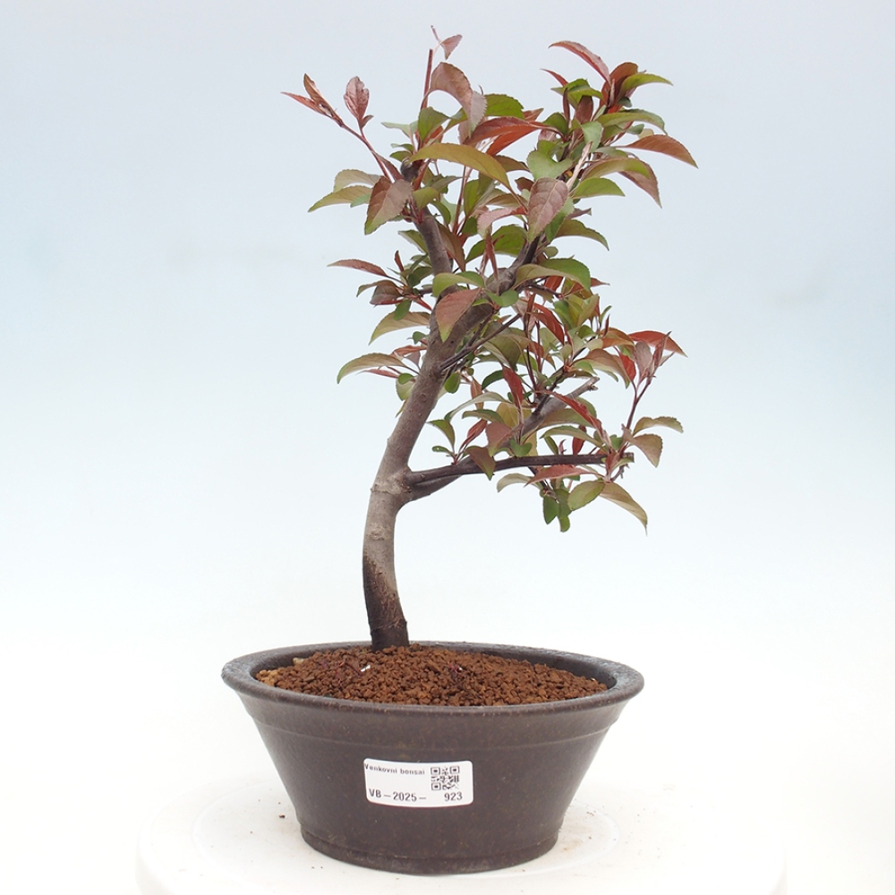 Bonsai zewnętrzne - Malus domowy - Jabłoń czerwonolistna o drobnych owocach