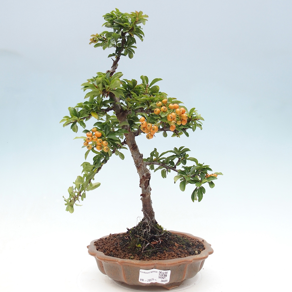 Outdoor bonsai-Pyracantha Teton -Hlox