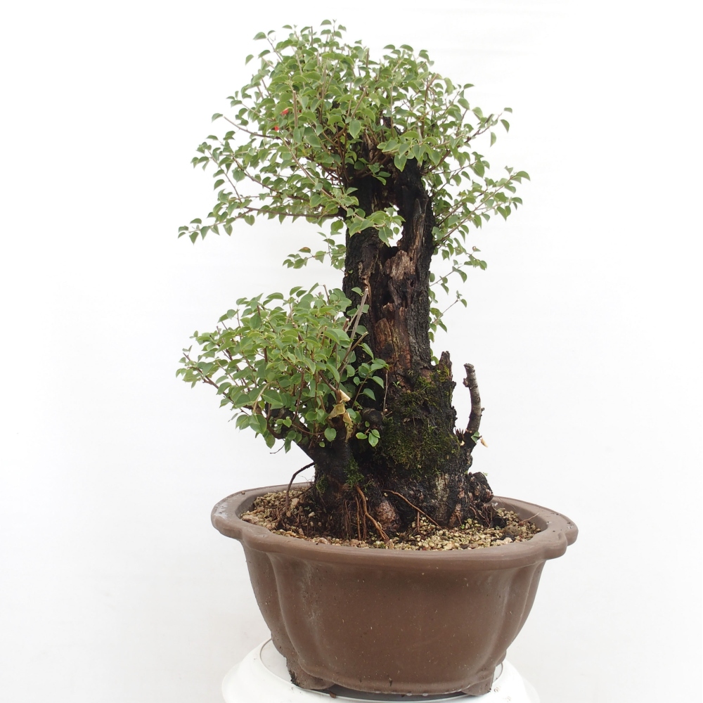 Bonsai na zewnątrz - Mahalebka - Prunus mahaleb