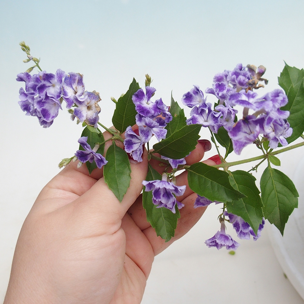 Bonsai pokojowe - Duranta erecta Aurea