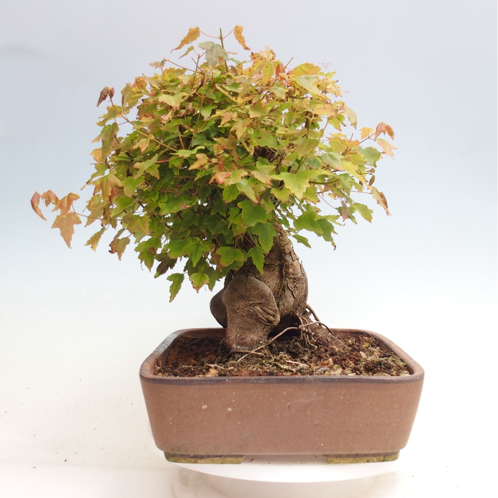 Outdoor bonsai - Maple Buergerianum - Burger Maple