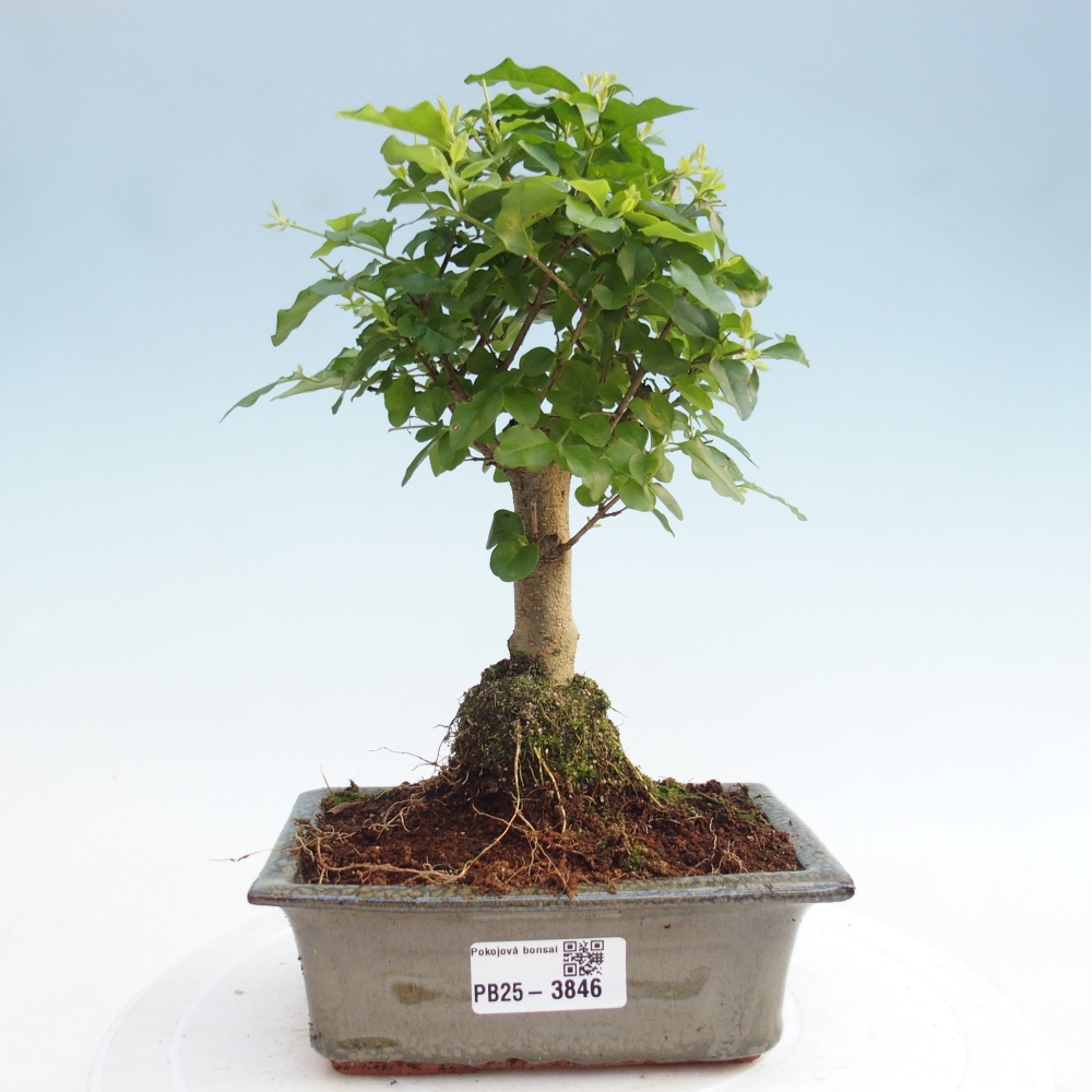 Pokój bonsai - Ligustrum chinensis - Dziób ptaka