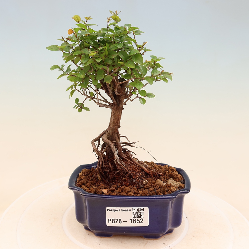 Bonsai pokojowe - Sageretia thea - Sageretia thea