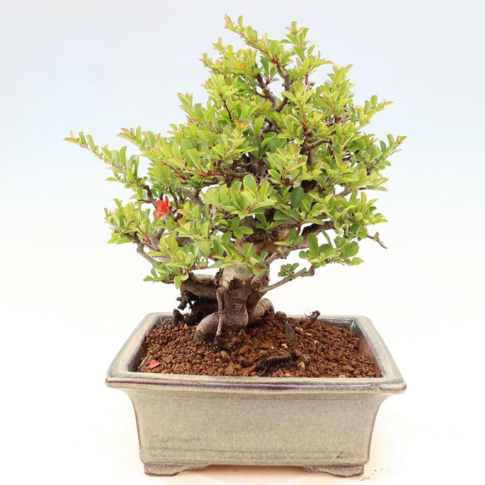 Bonsai zewnętrzne - Chaneomeles speciosa Chojubai