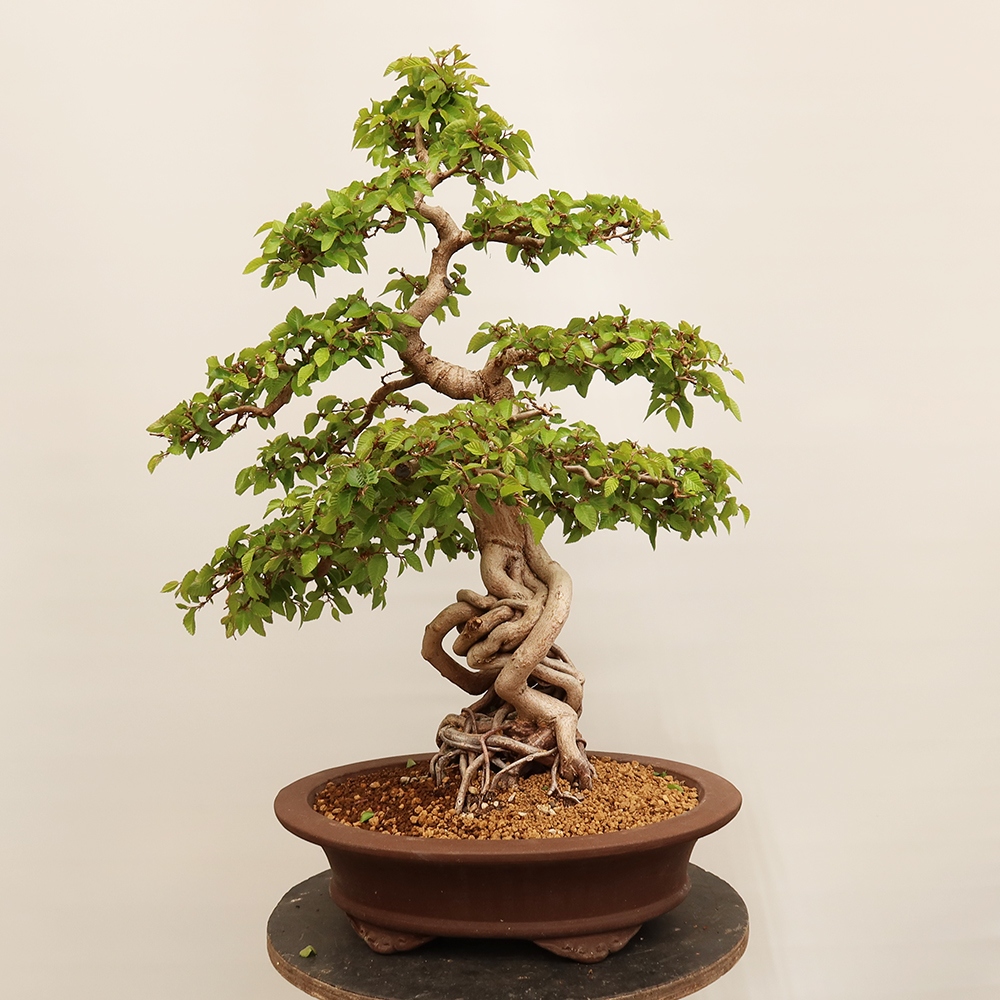Bonsai plenerowe - Carpinus Coreana - grab koreański