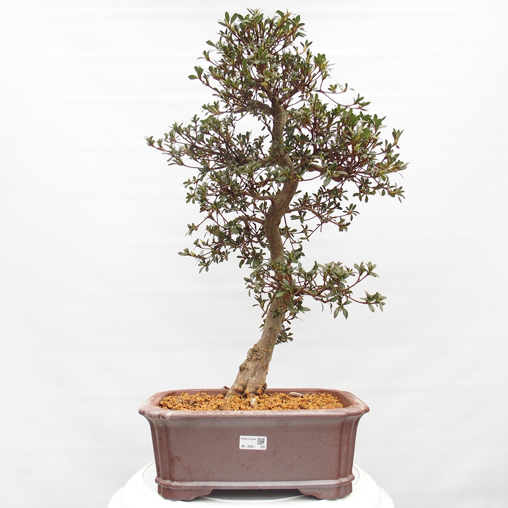Bonsai zewnętrzne - Azalia japońska - Azalia satsuki