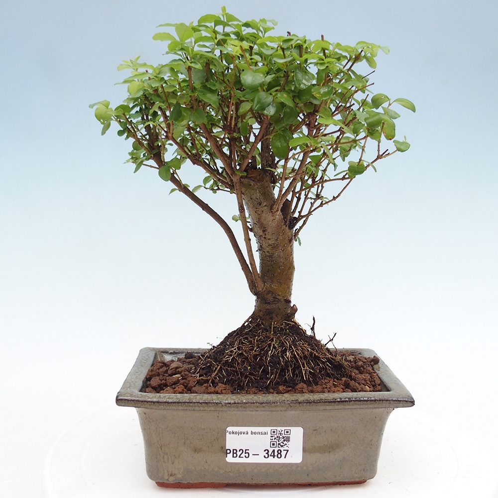 Pokój bonsai - Ligustrum chinensis - Dziób ptaka
