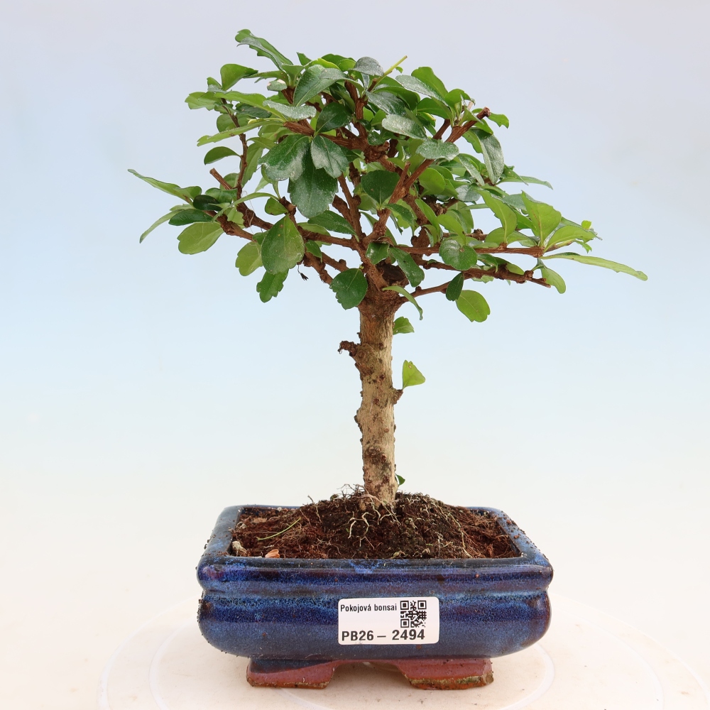 Bonsai pokojowe - Carmona macrophylla - Tea fuki