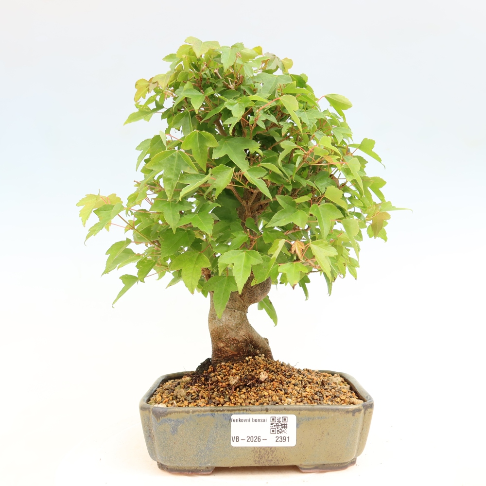 Outdoor bonsai - Klon burgeryjski - Acer burgerianum