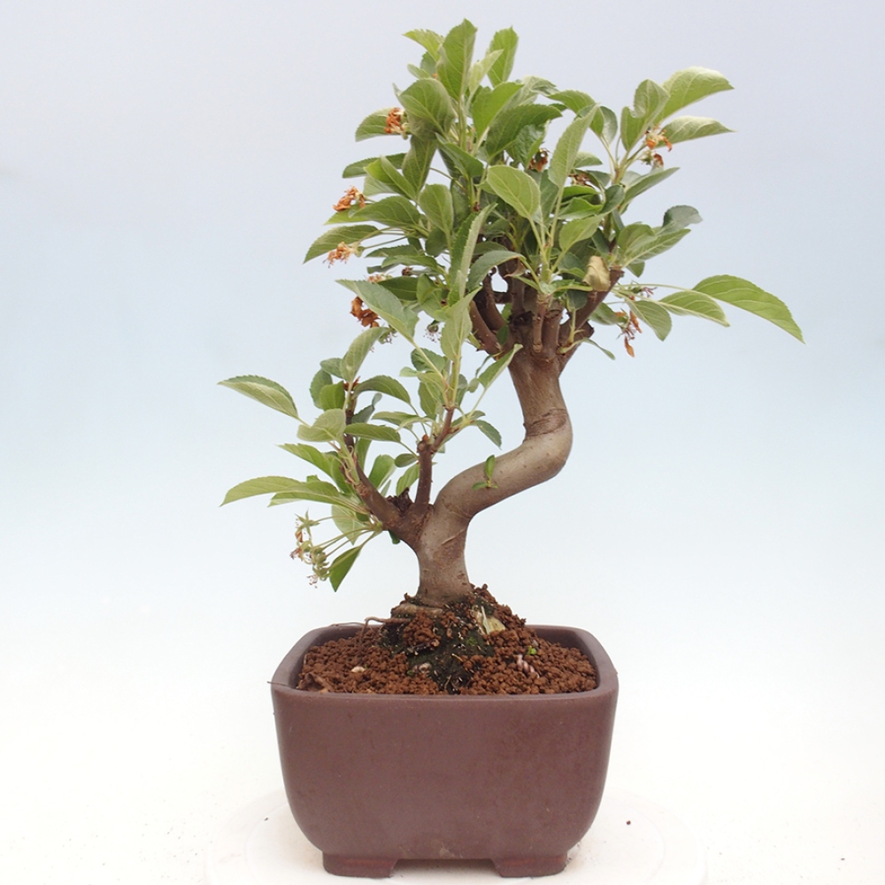 Bonsai plenerowe - Malus Halliana - Jabłoń drobnoowocowa