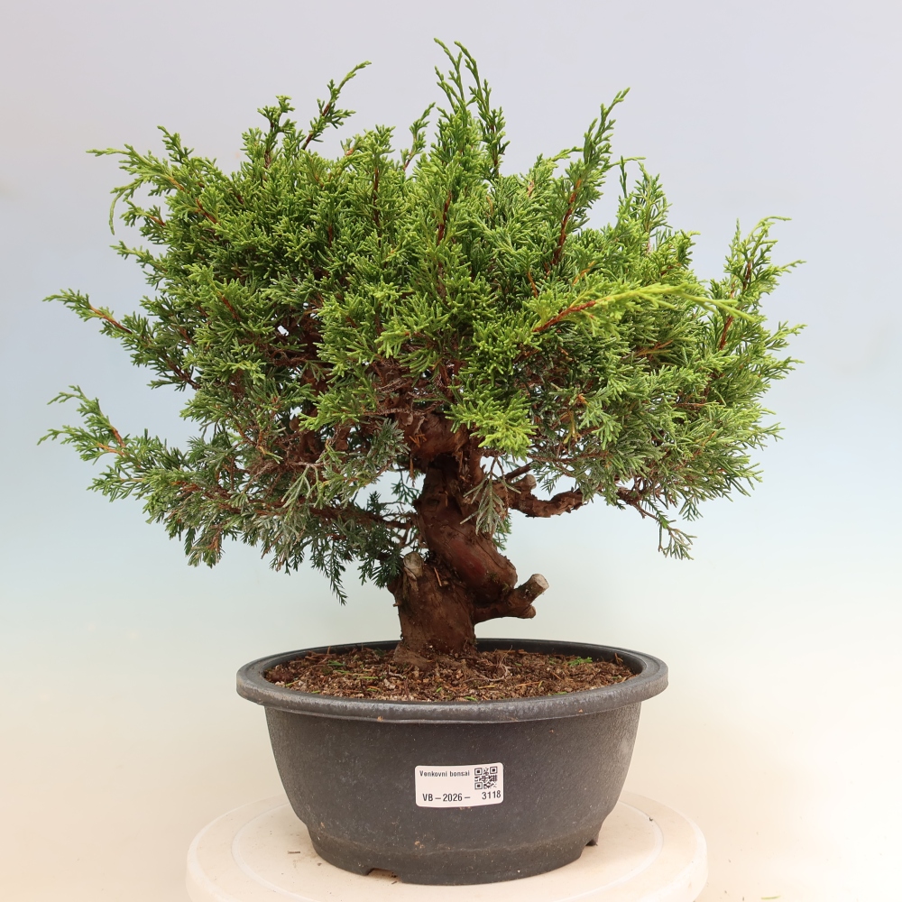 Bonsai ogrodowe – Juniperus chinensis Itoigawa – jałowiec chiński