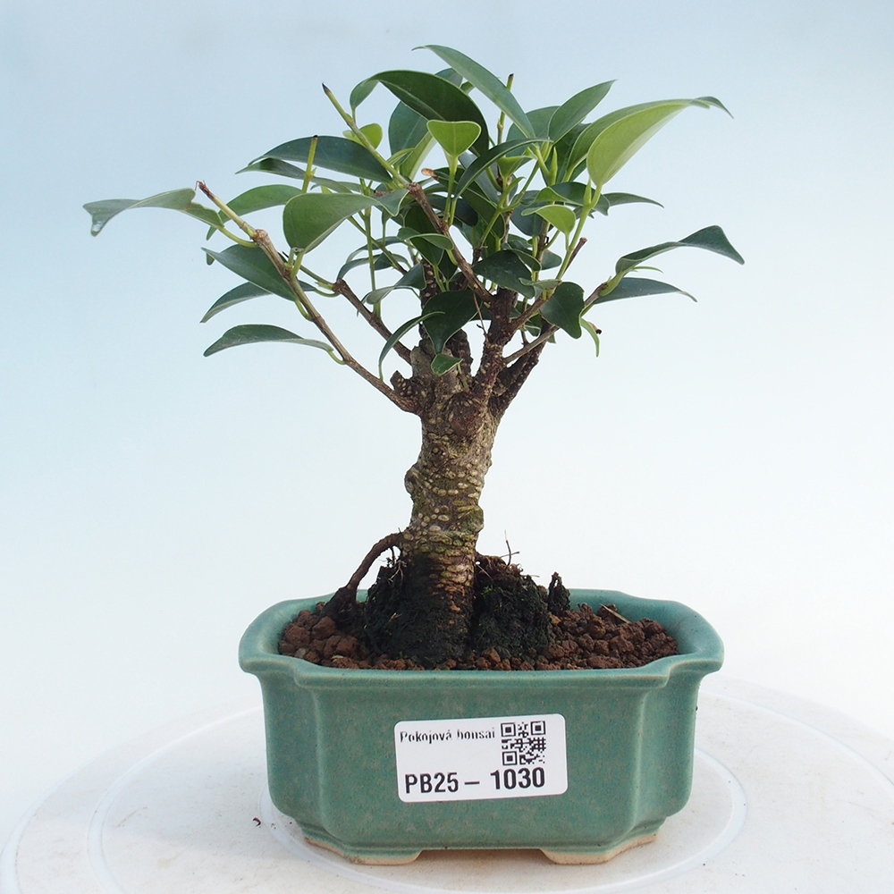 Pokojová bonsai - Ficus retusa - malolistý fíkus