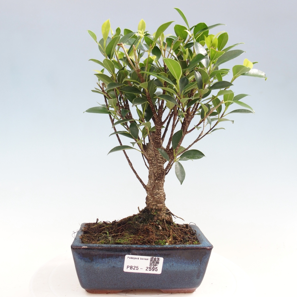 Bonsai wewnętrzne - Ficus retusa - figowiec drobnolistny