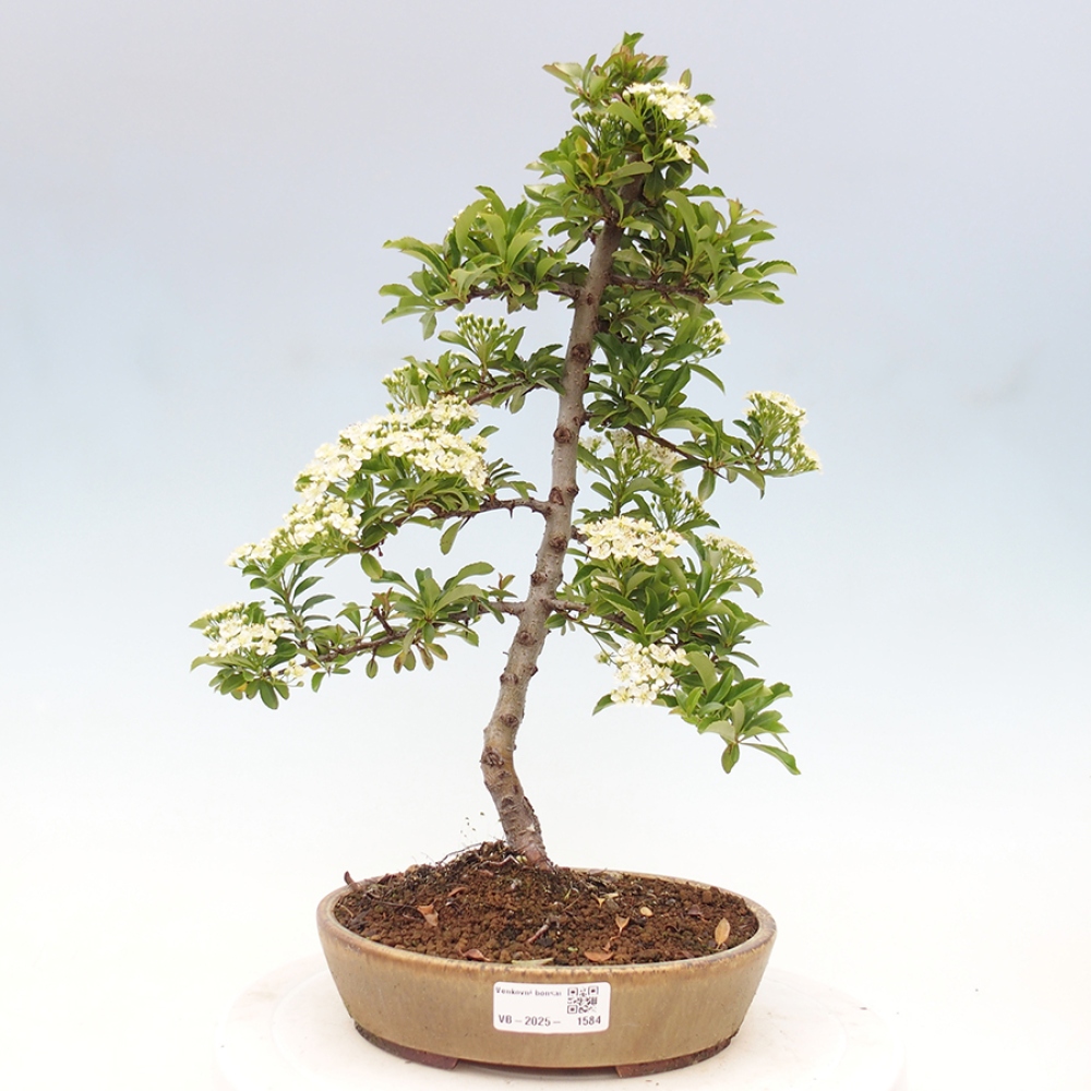 Outdoor Bonsai-Pyracanta Teton-Piekarnia