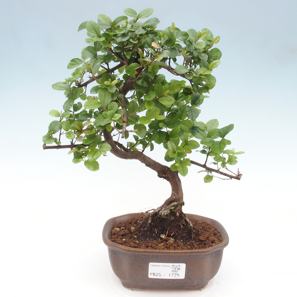 Kryty bonsai - Sagerécie thea - Sagerécie thea