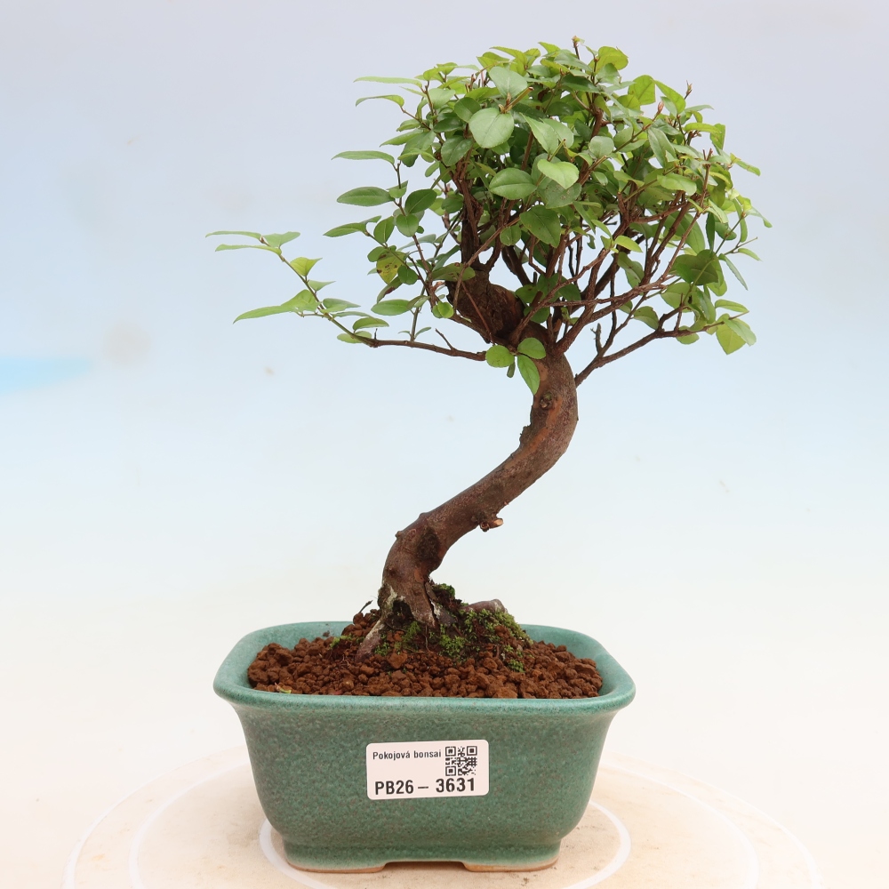 Bonsai pokojowe - Sageretia thea - Sageretia thea