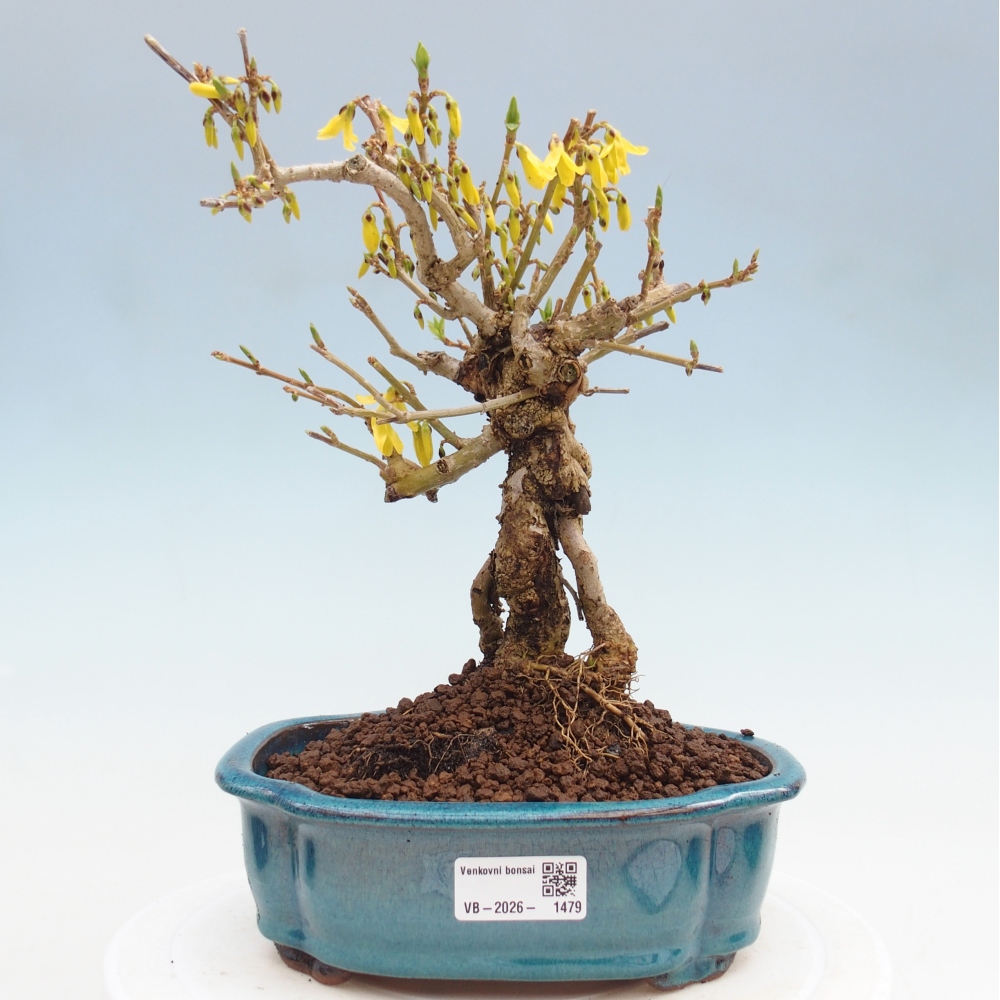 Outdoor bonsai - Zlatice - Forsycja koreańska