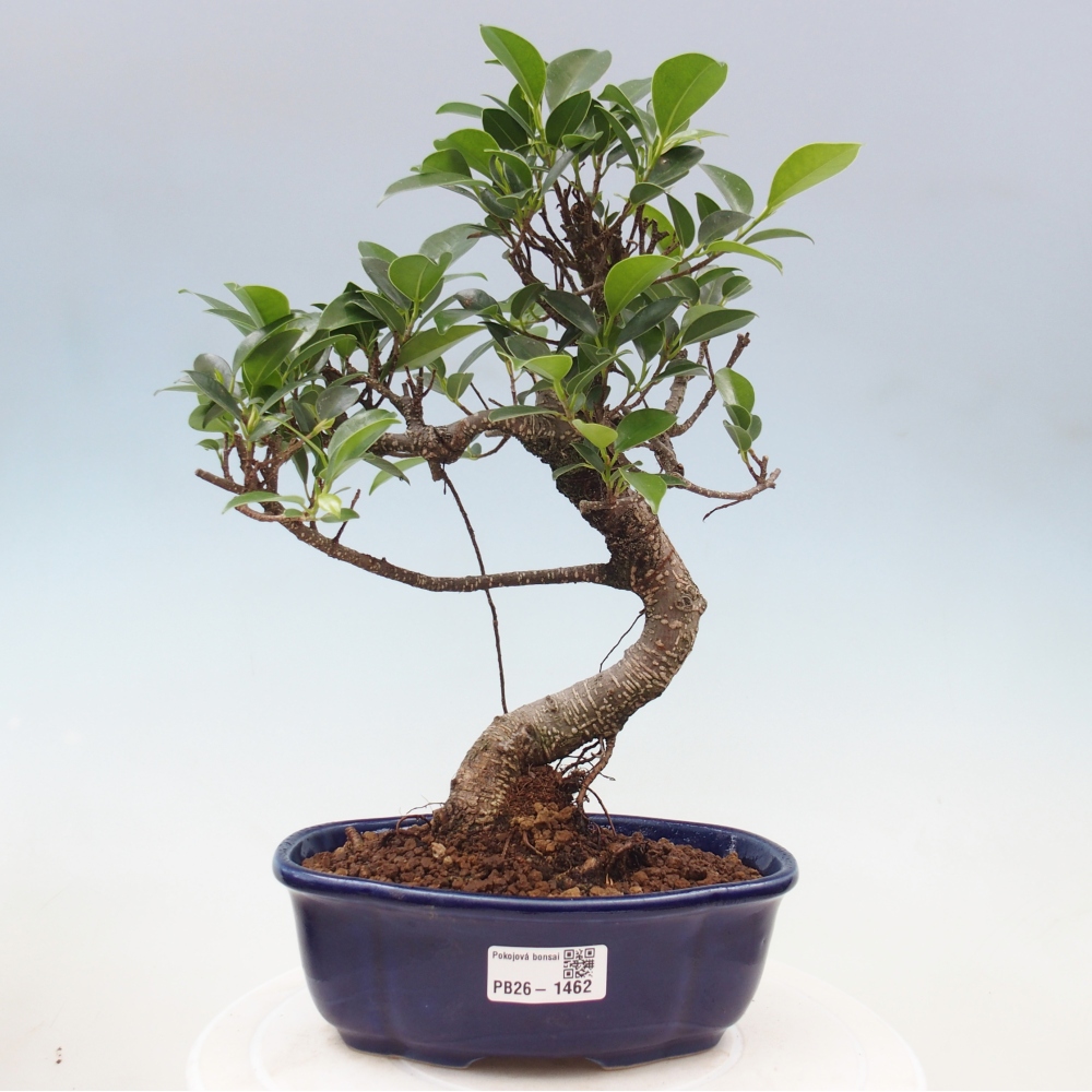 Pokój bonsai - Ficus retusa - figowiec drobnolistny