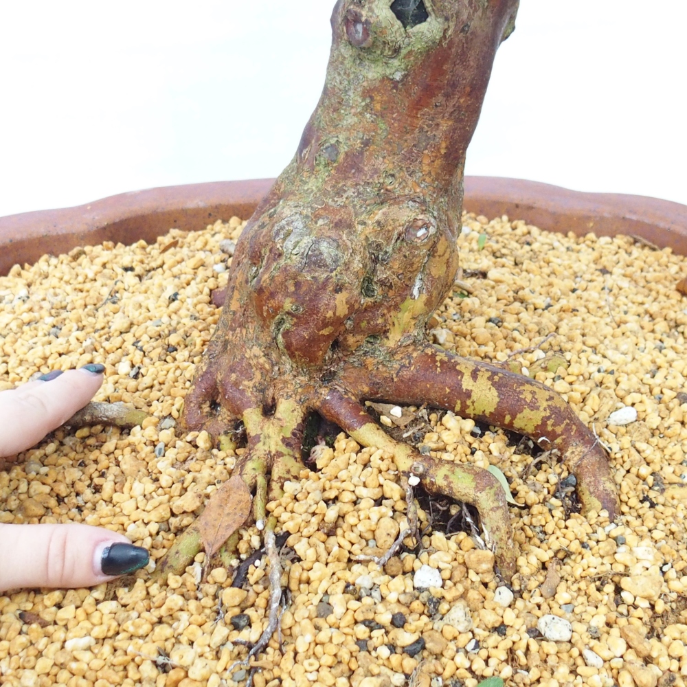 Bonsai zewnętrzne - Azalia japońska - Azalia Sayaka