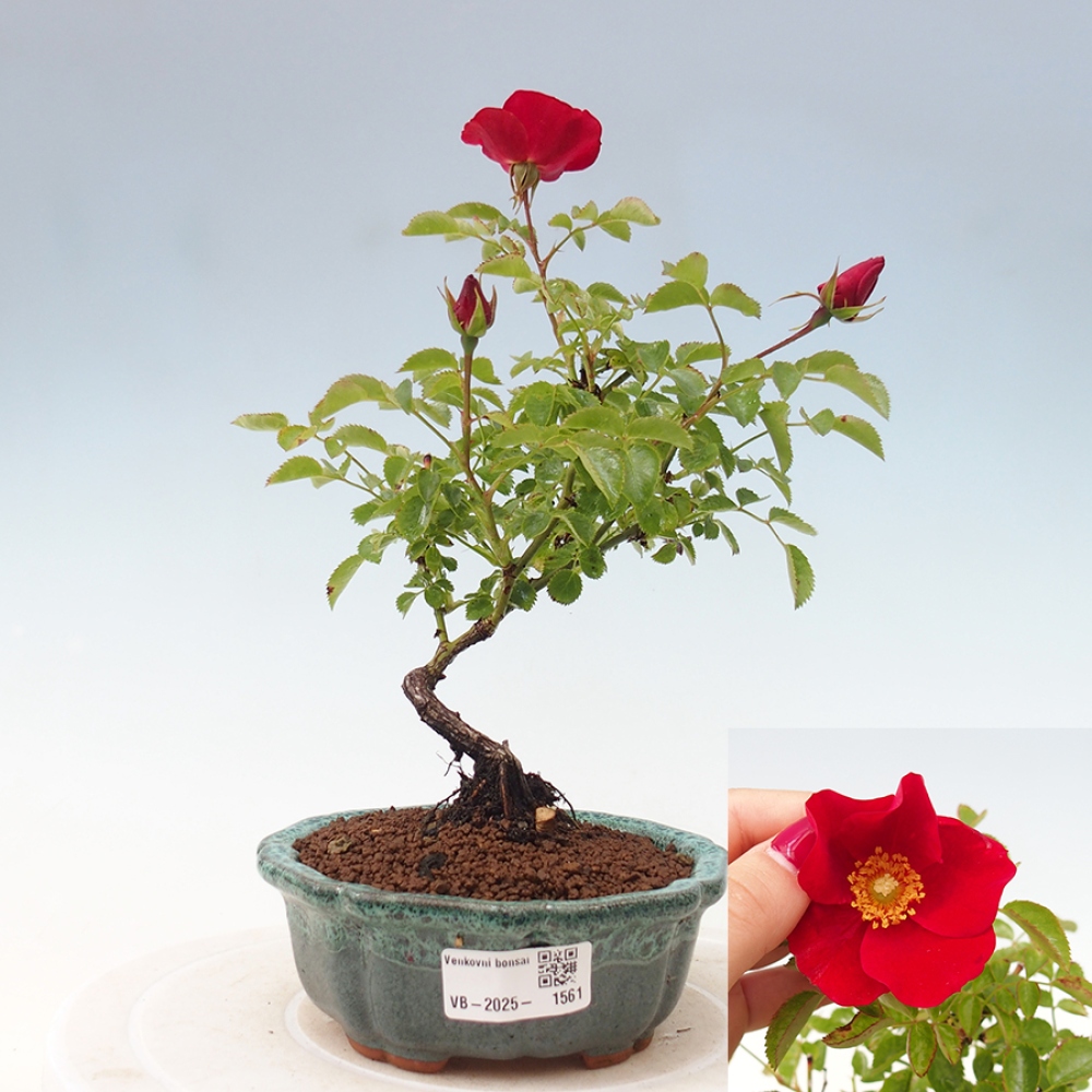 Bonsai na zewnątrz - Rosa Kordes - róża 