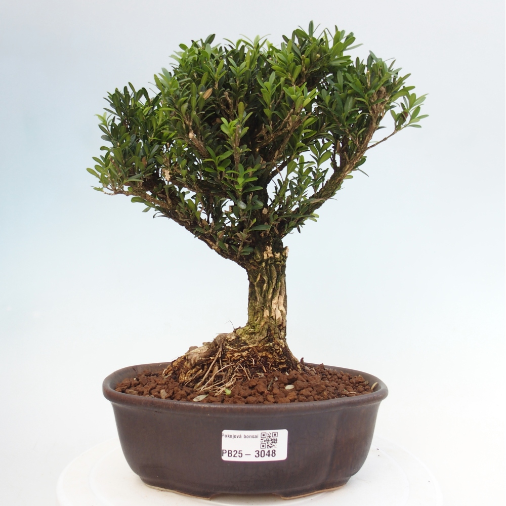 Kryty bonsai - Buxus harlandii - Bukszpan korkowy