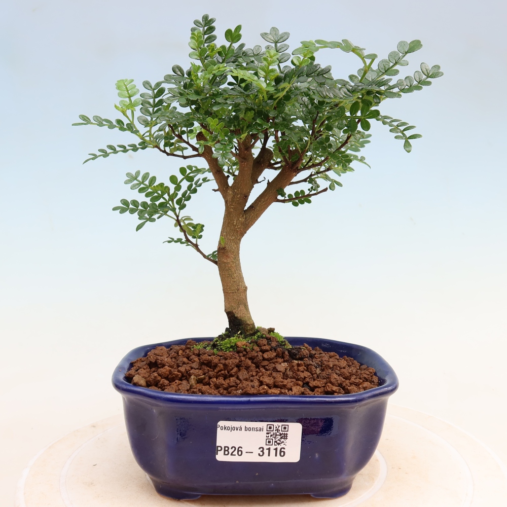 Pokój bonsai - Zantoxylum piperitum - drzewo pieprzowe