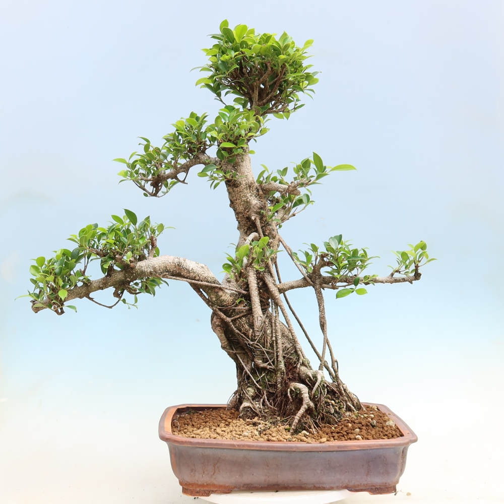 Pokój bonsai - Ficus kimmen - figowiec drobnolistny