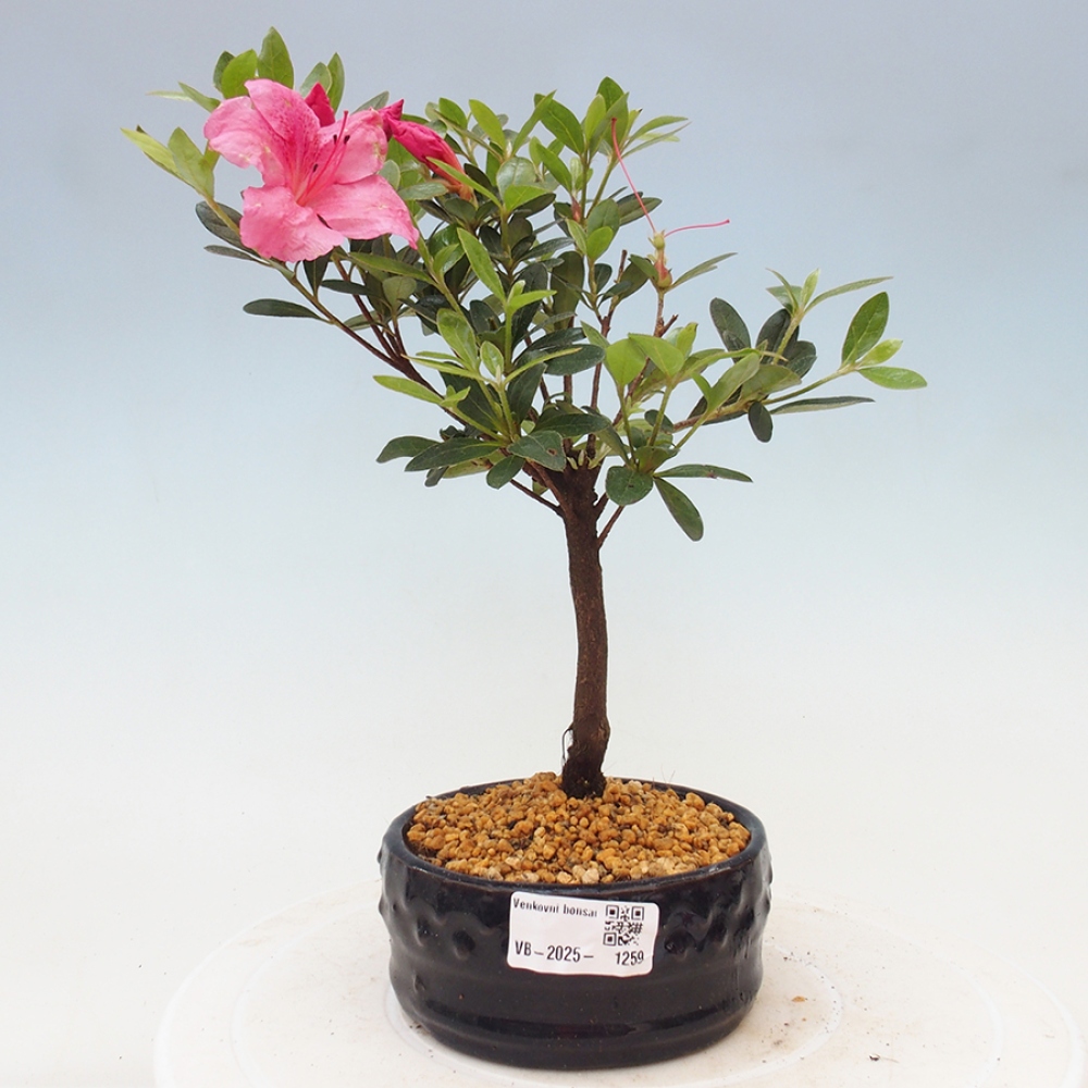 Bonsai zewnętrzne - Azalia japońska - Azalea sp.