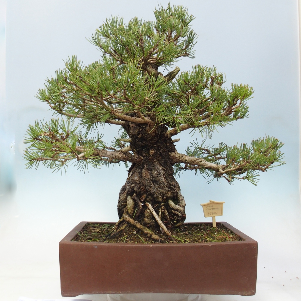 Bonsai zewnętrzne - Pinus sylvestris - Pinus sylvestris