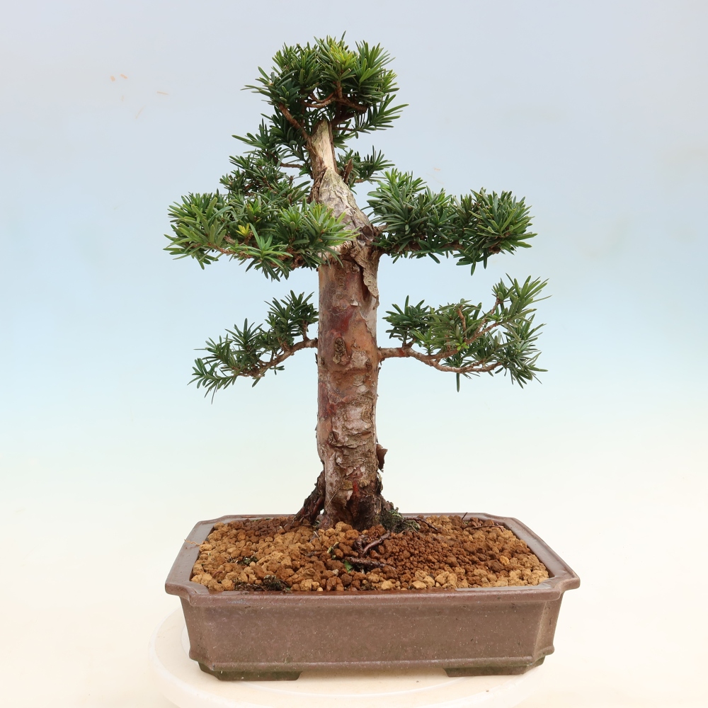 Bonsai ogrodowe – Taxus cuspidata  – cis japoński
