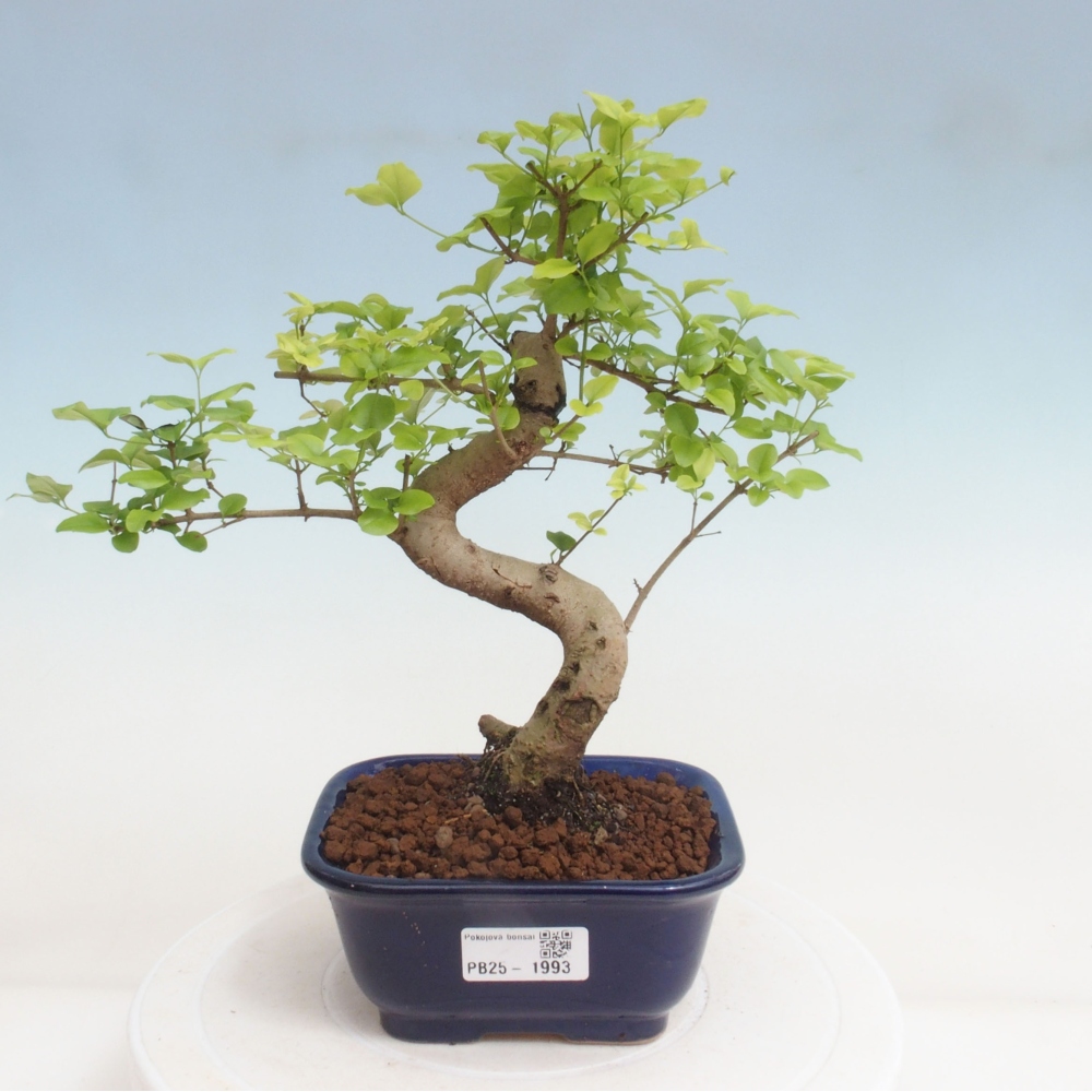 Indoor bonsai -Ligustrum chinensis - dziób ptaka