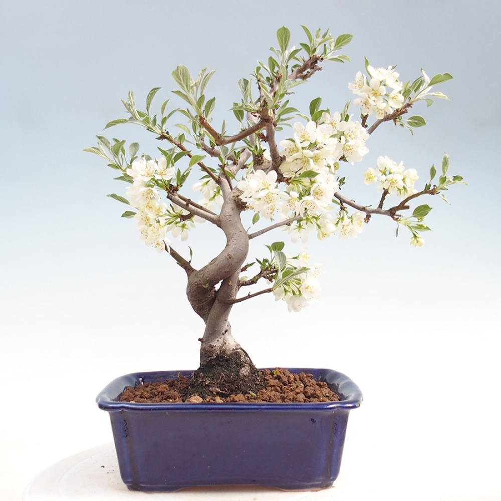 Outdoor bonsai - Malus sargentii - Jabłoń drobnoowocowa