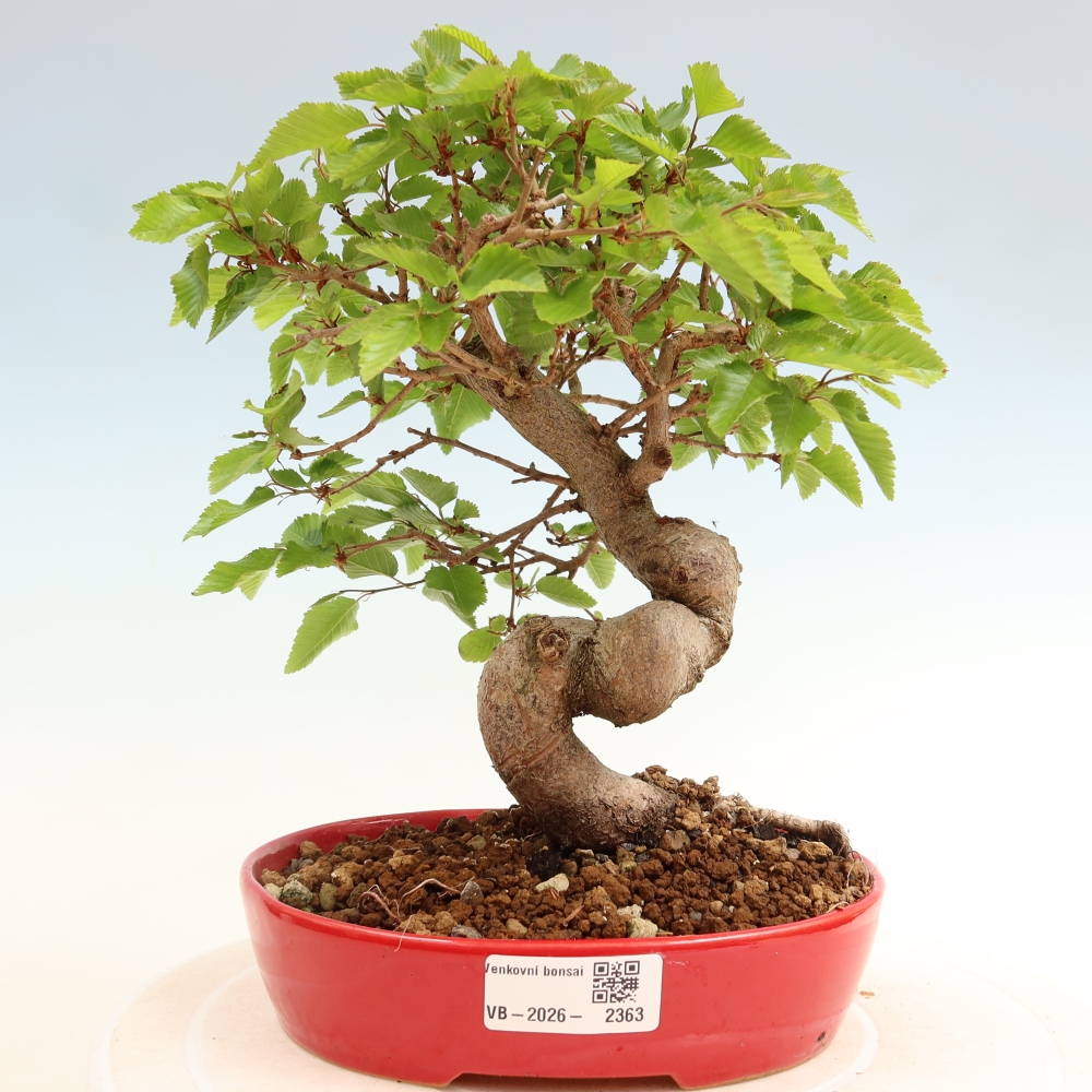 Outdoor bonsai - Carpinus coreana - grab koreański