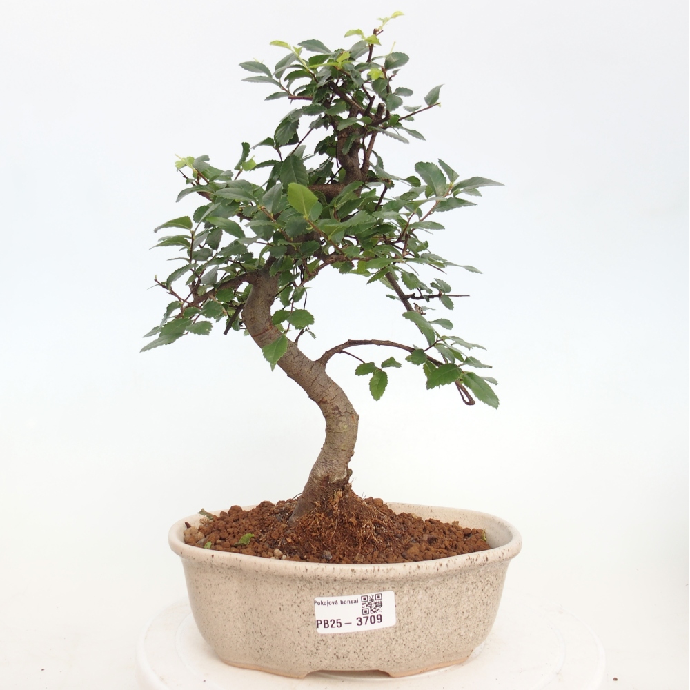 Pokój bonsai - Ulmus parvifolia - Wiąz drobnolistny